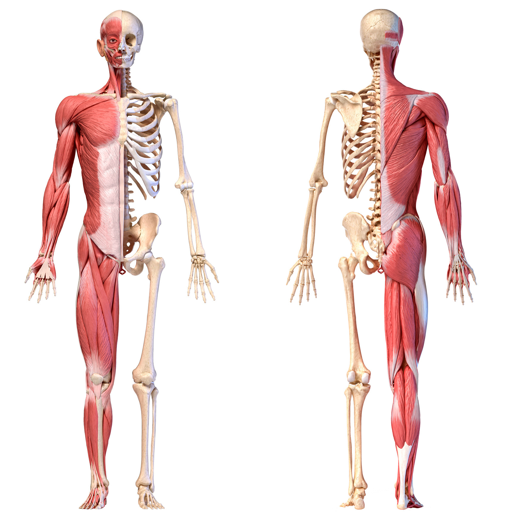 Les Muscles - le système musculaire.
