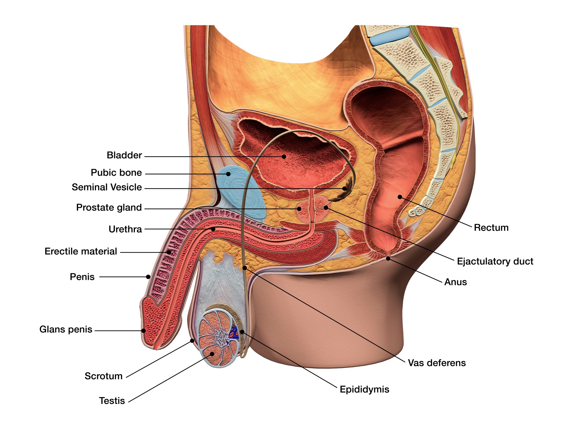 Anatomie du pénis