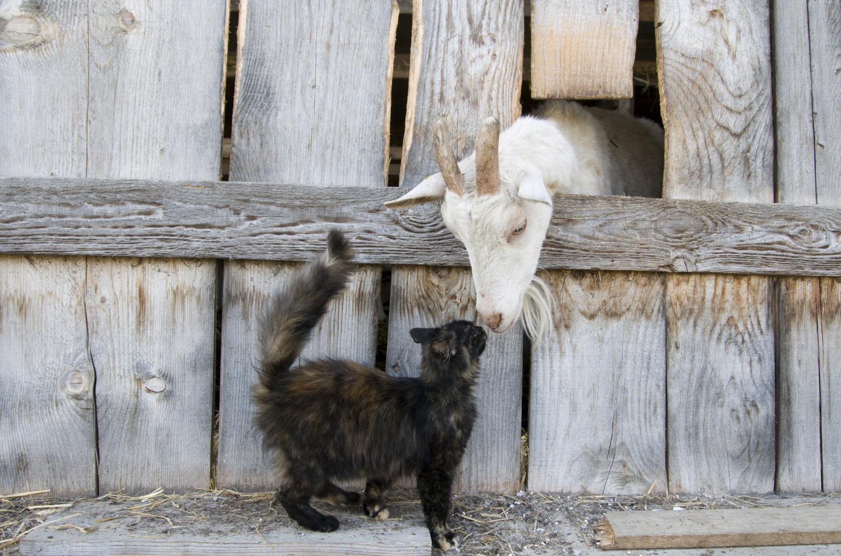 D'où viennent les chats? Des chercheurs ont mené l'enquête