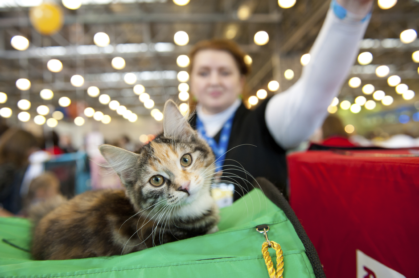 D'où viennent les chats? Des chercheurs ont mené l'enquête