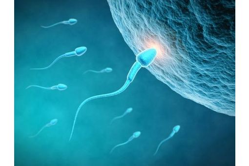 Les inducteurs d'ovulation en 10 questions - Doctissimo