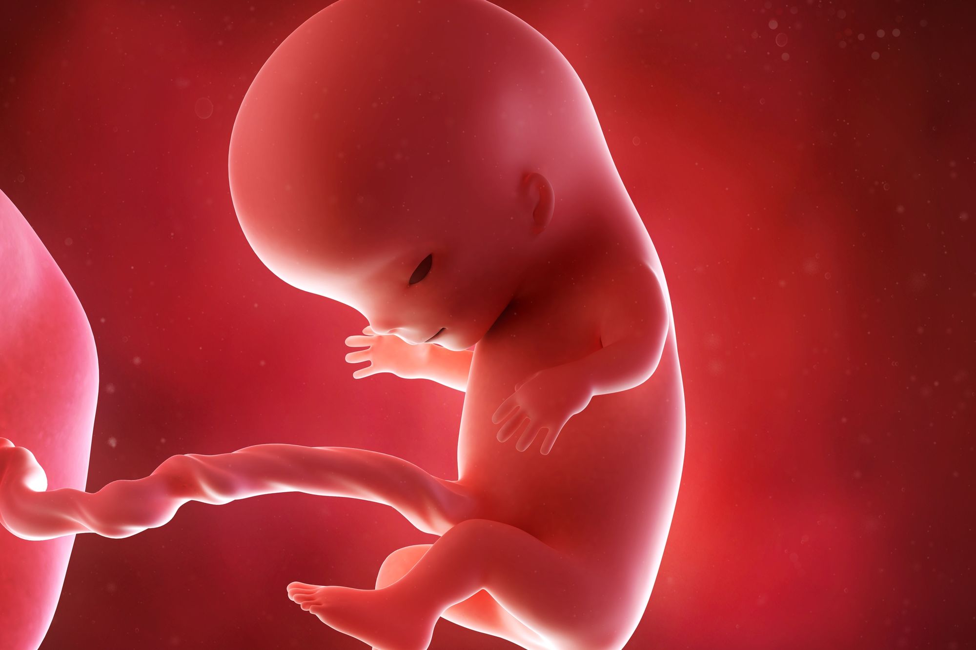 Développement de l'embryon et du foetus - Symptômes et traitement -  Doctissimo