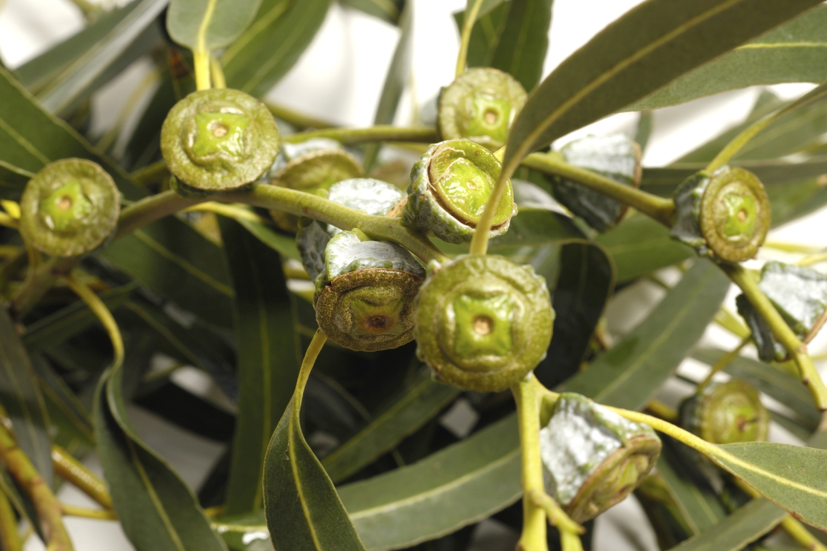 SANTÉ/ PHYTOTHÉRAPIE. L'eucalyptus, une plante bonne pour la respiration