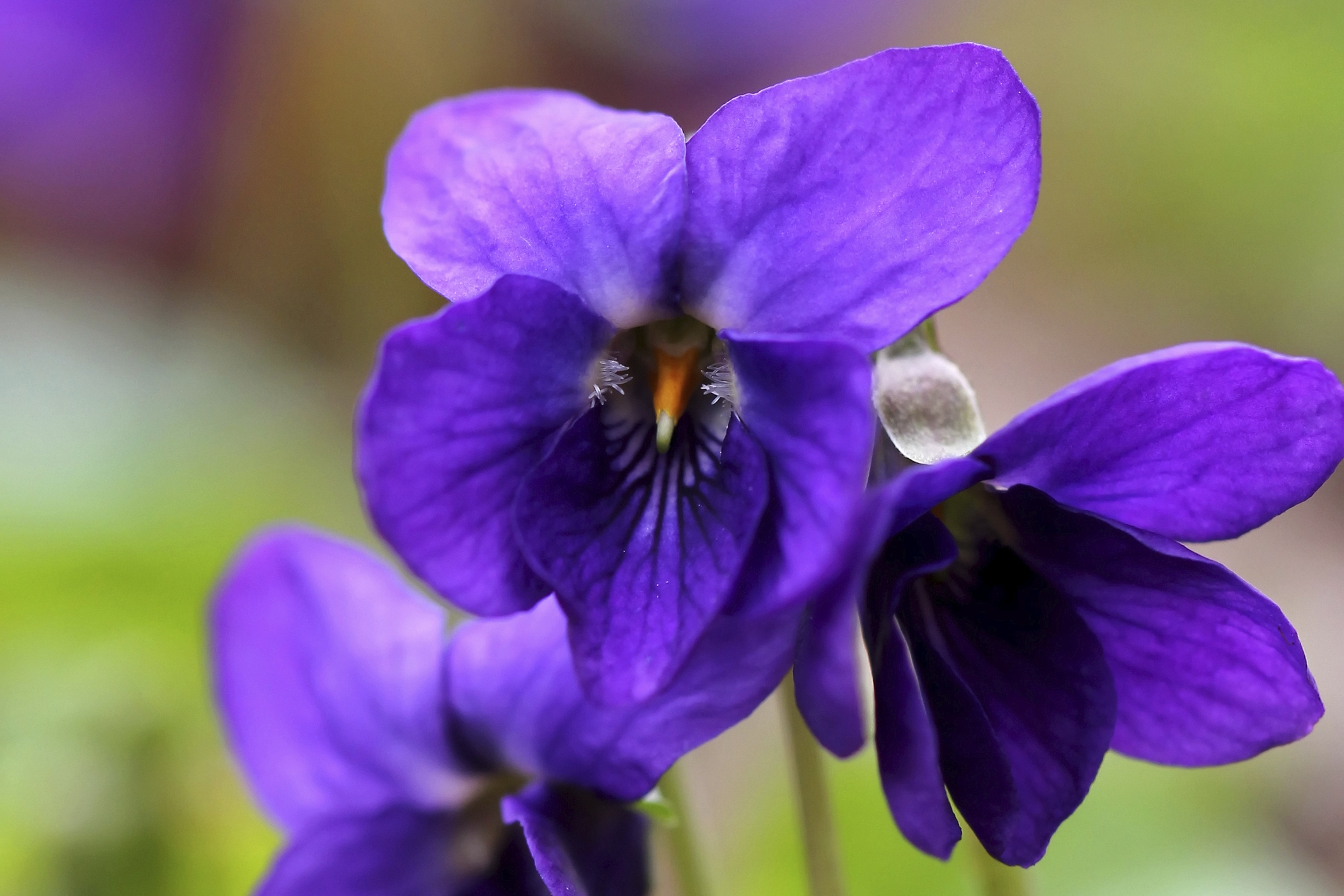 Violette odorante (Viola odorata) : propriétés, bienfaits de cette plante  en phytothérapie - Doctissimo