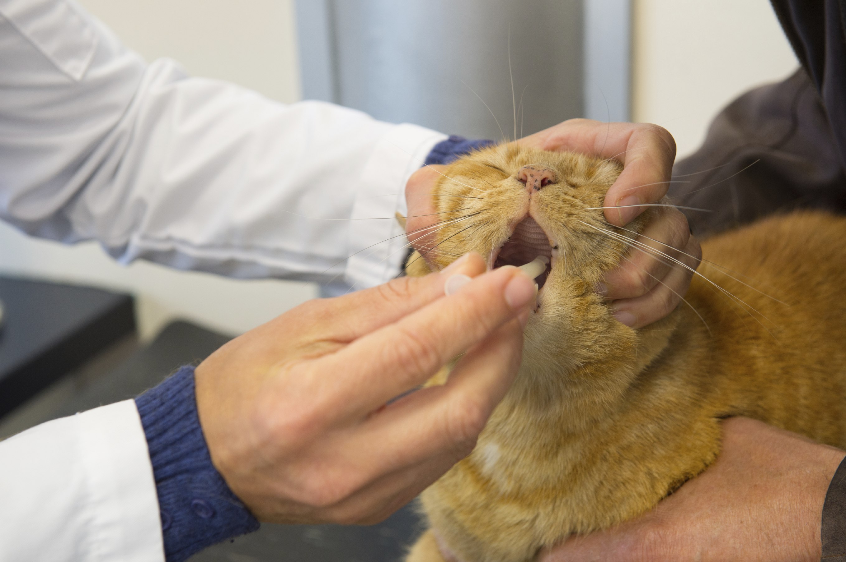 Animal é Tri - *MEDICAMENTOS PARA ANIMAIS CARDIOPATAS/HIPERTENSOS* Para  peludinhos que estejam sob responsabilidade de Voluntários, sejam  independentes ou de algum grupo, temos as medicações do cartaz disponíveis  para doação. Por favor