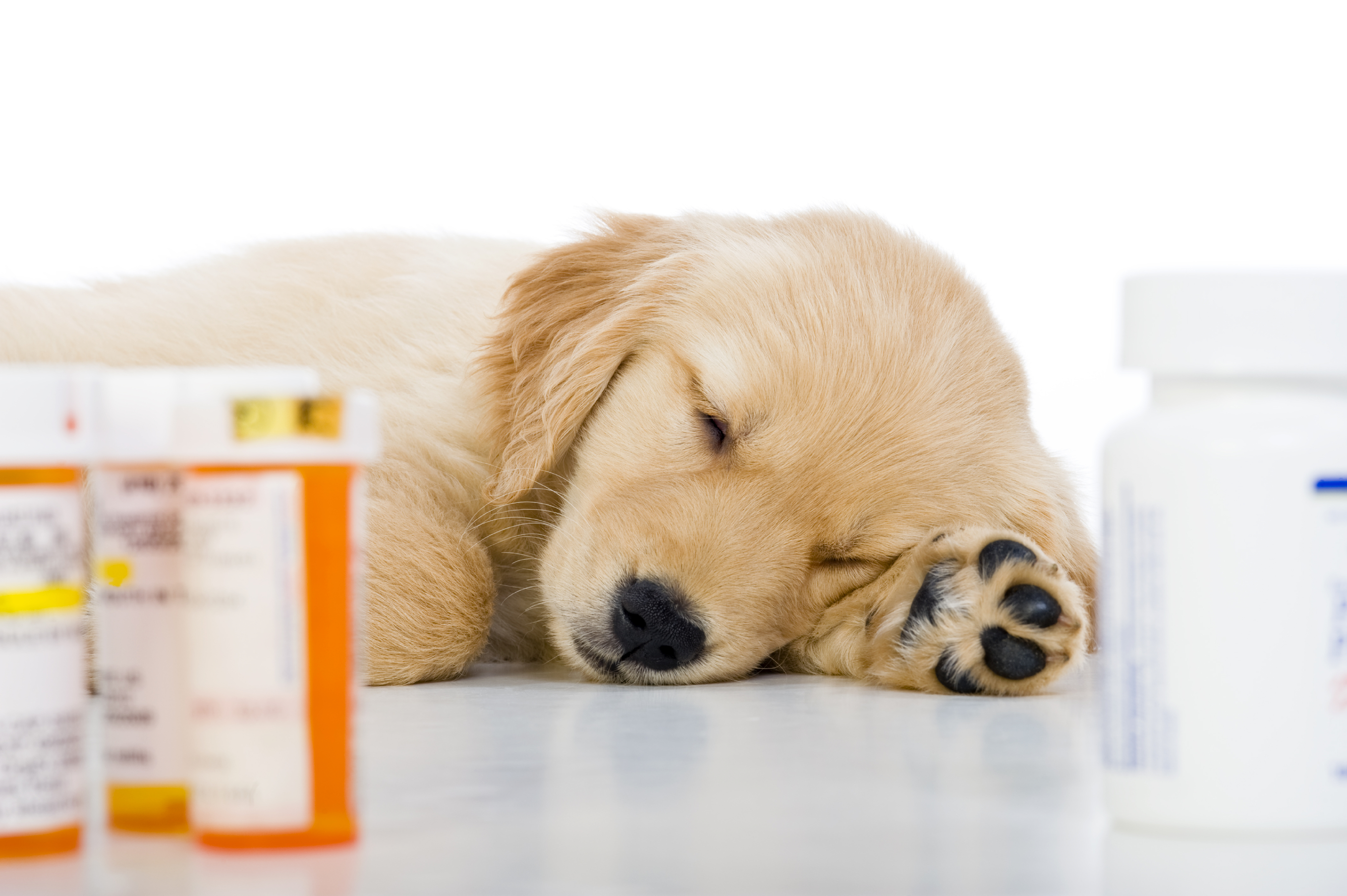 Médicaments pour chat, Médicaments Vétérinaires, Animaux