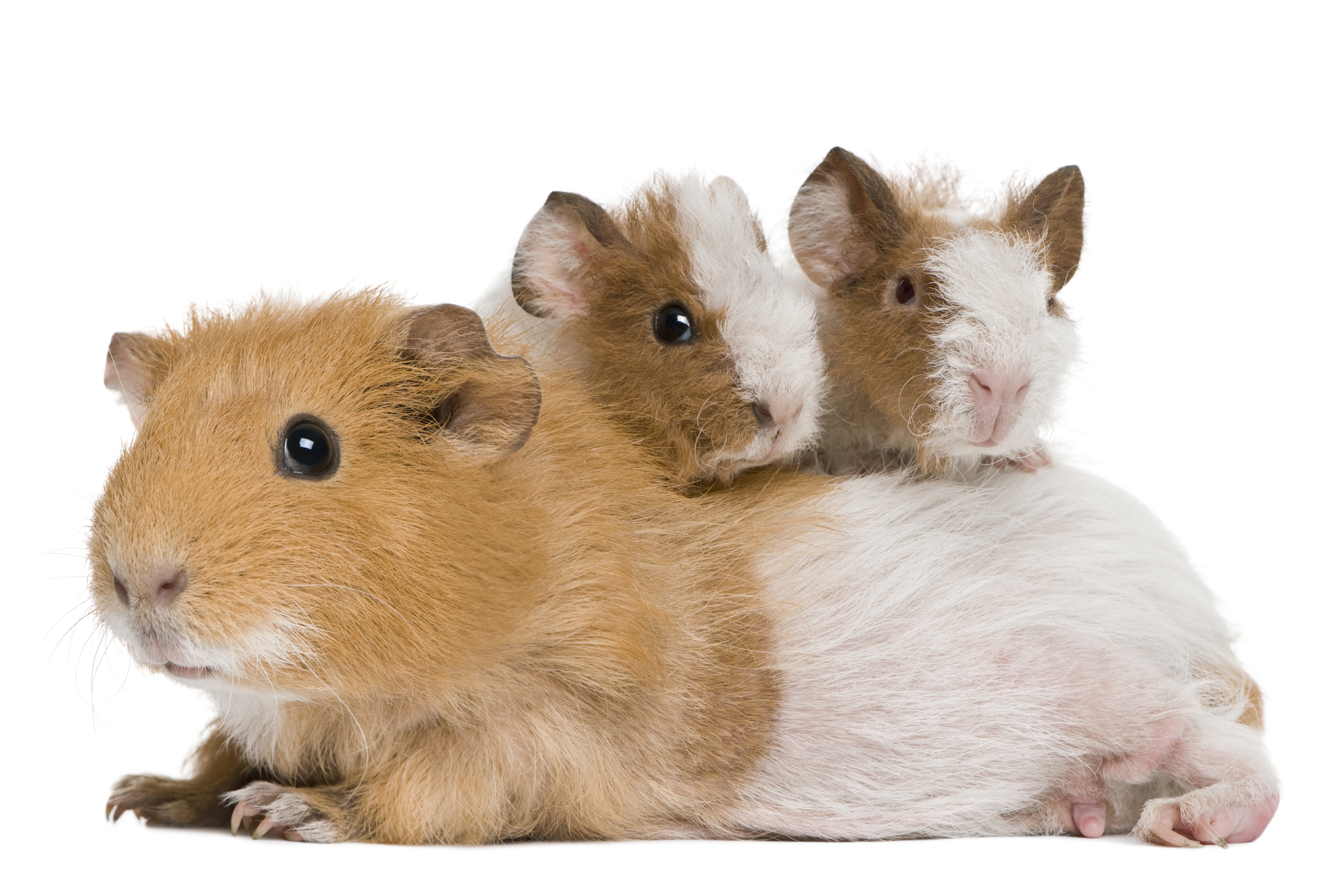 Quelle est la différence entre un hamster et un cochon d'Inde