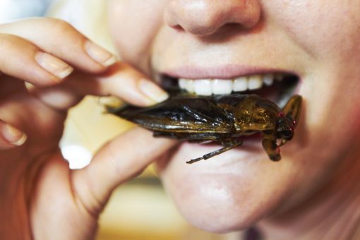 Alimentation: la vente d'insectes à manger est retardée