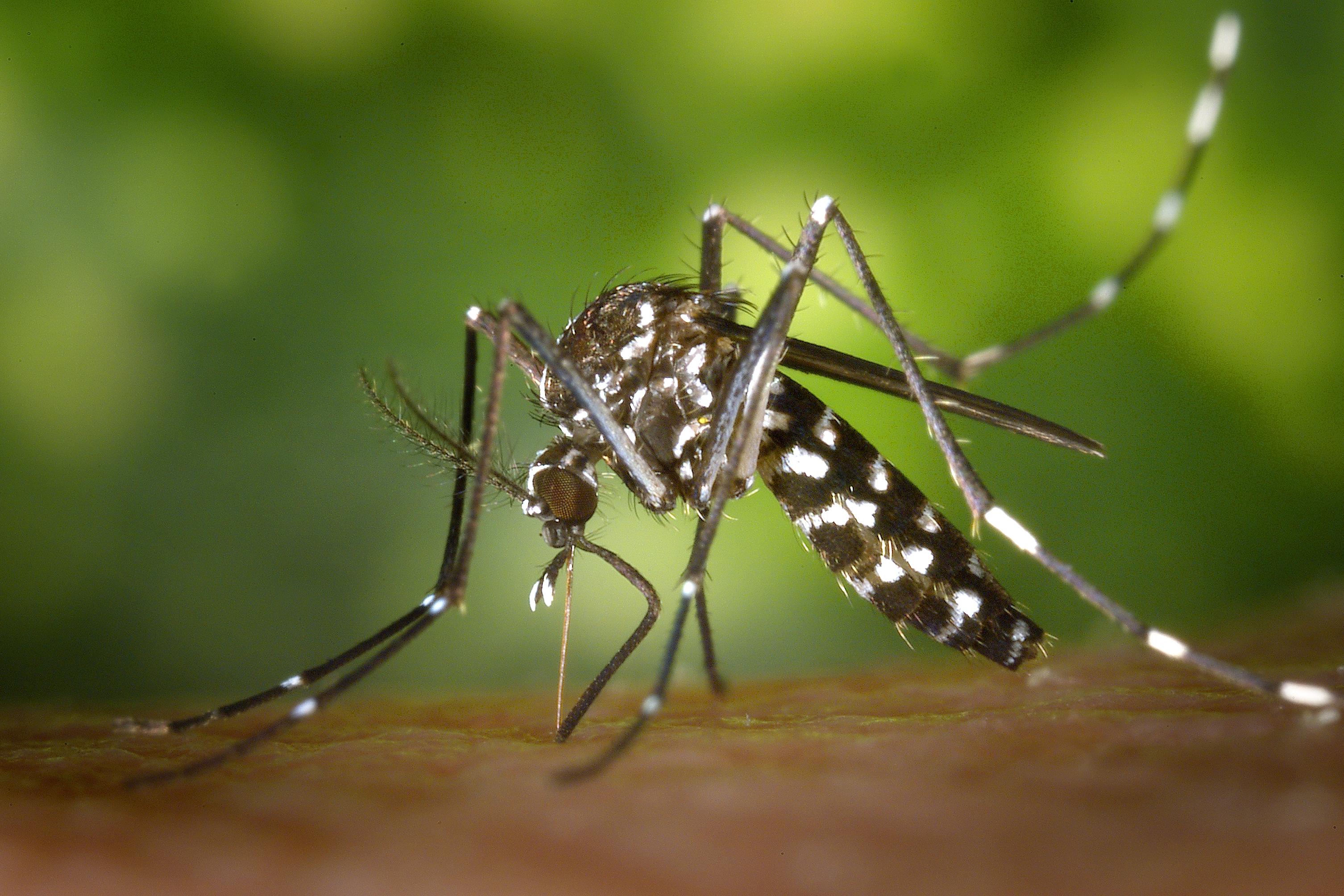 Allergie aux piqûres de moustique : comment la reconnaître et la ...
