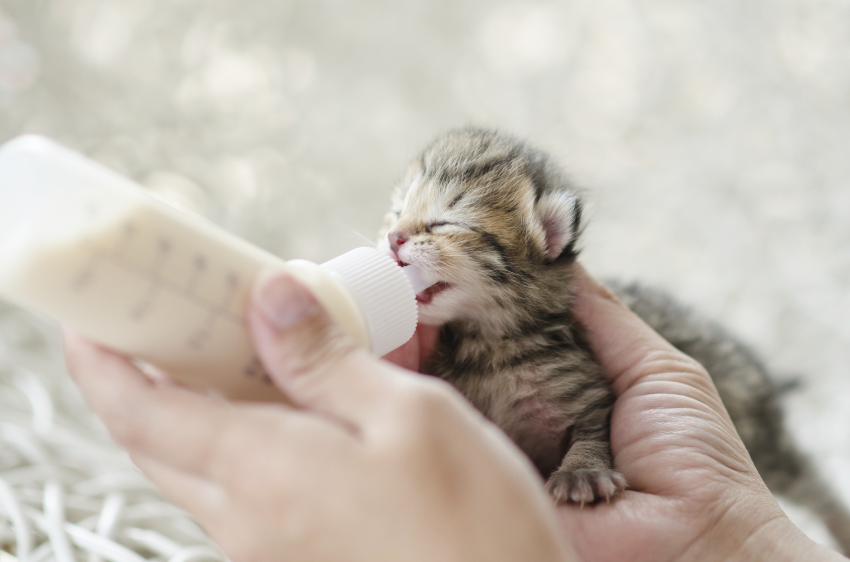 Nourrir un chaton de 4 à 12 mois - Wikichat