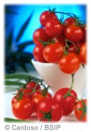 Super-tomate anti-cancer