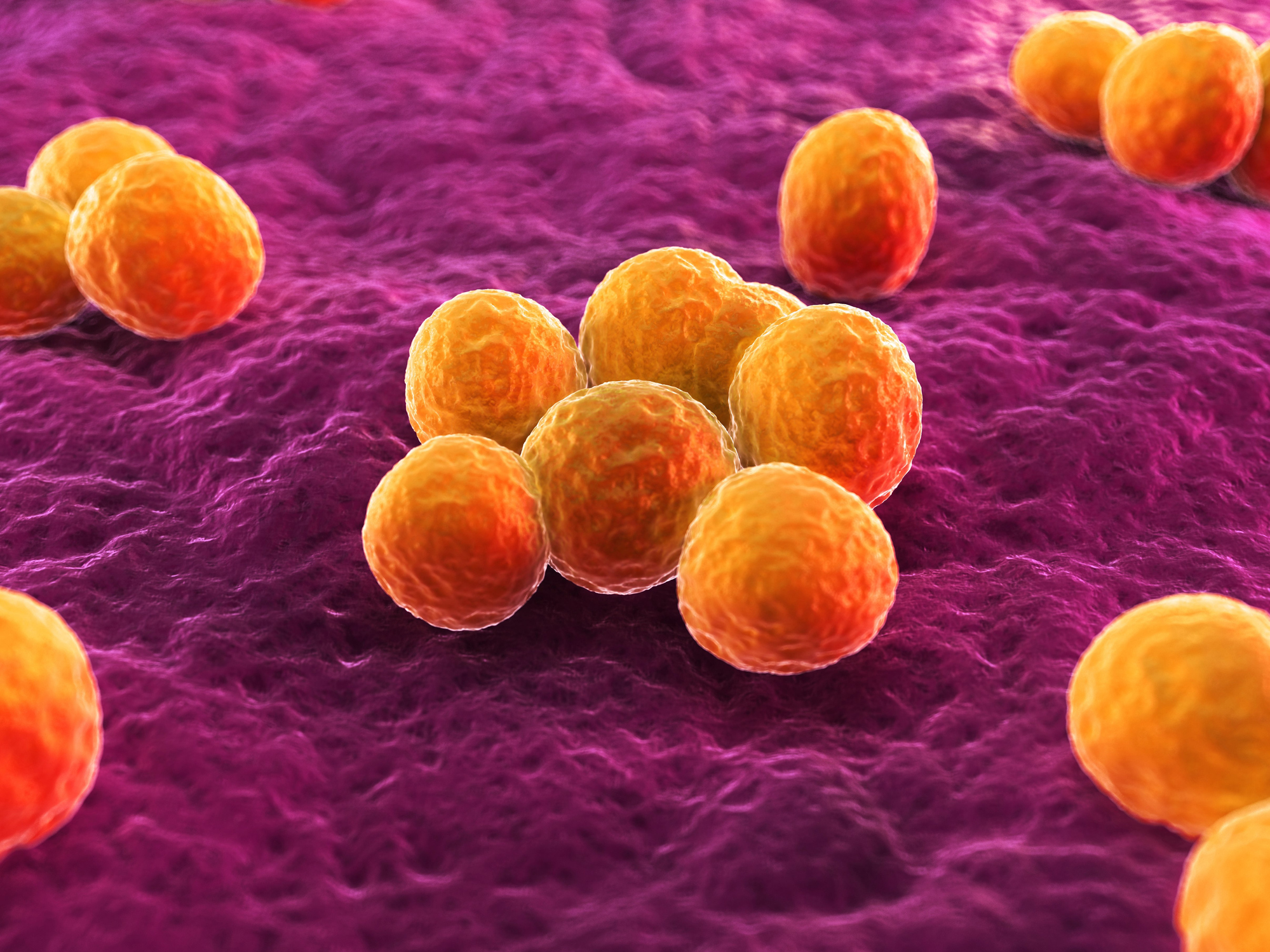 Le staphylocoque : une bactérie potentiellement mortelle