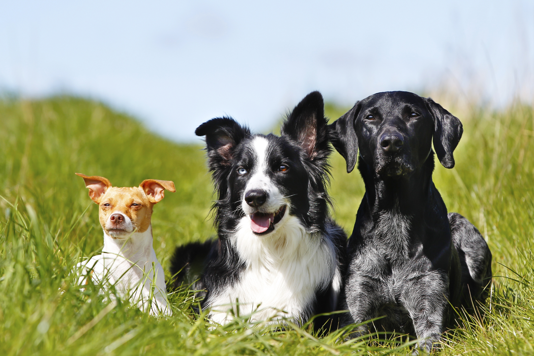 Os pour chien : bienfaits, précautions et dangers - PagesJaunes