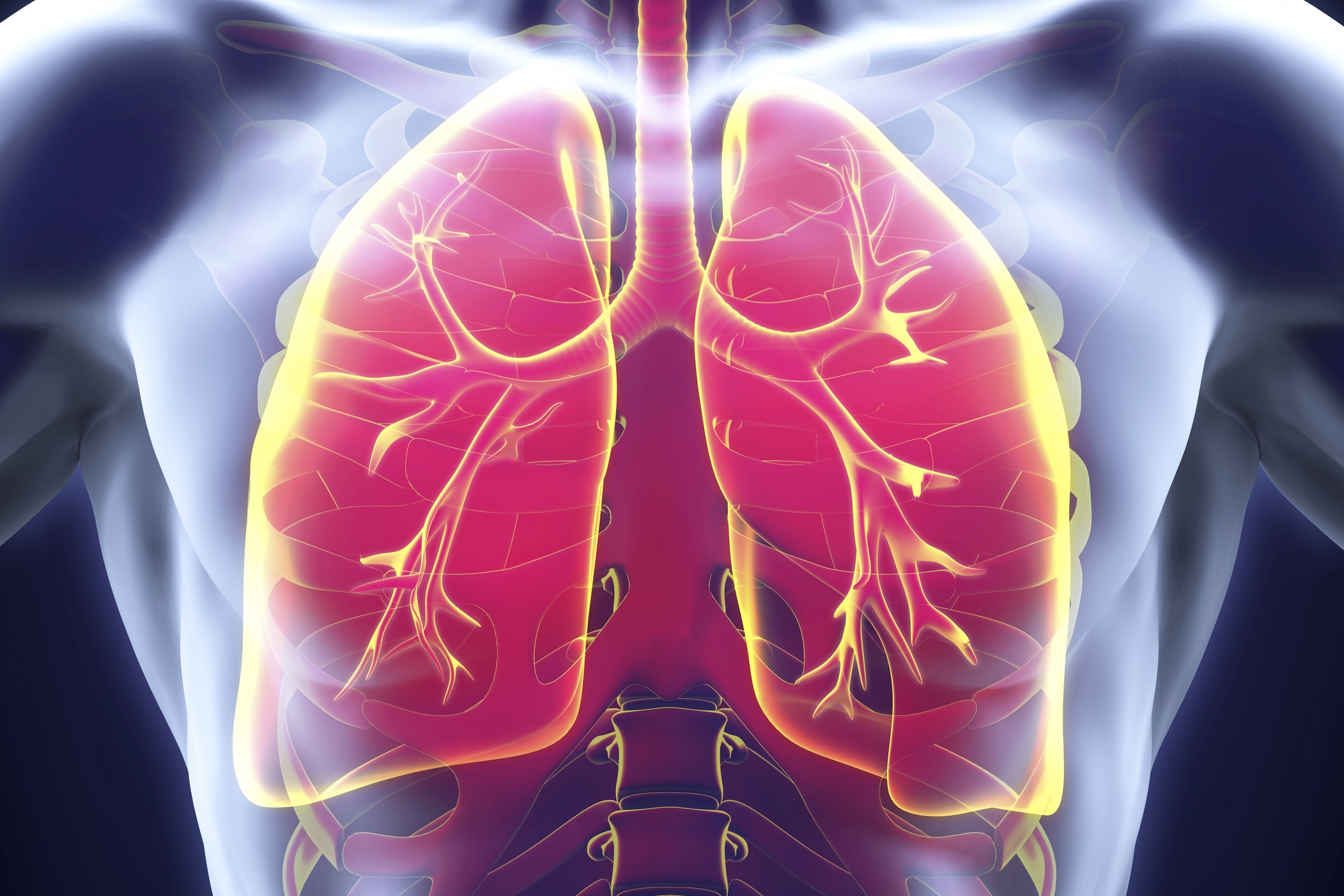 L'appareil respiratoire: anatomie et fonctions 