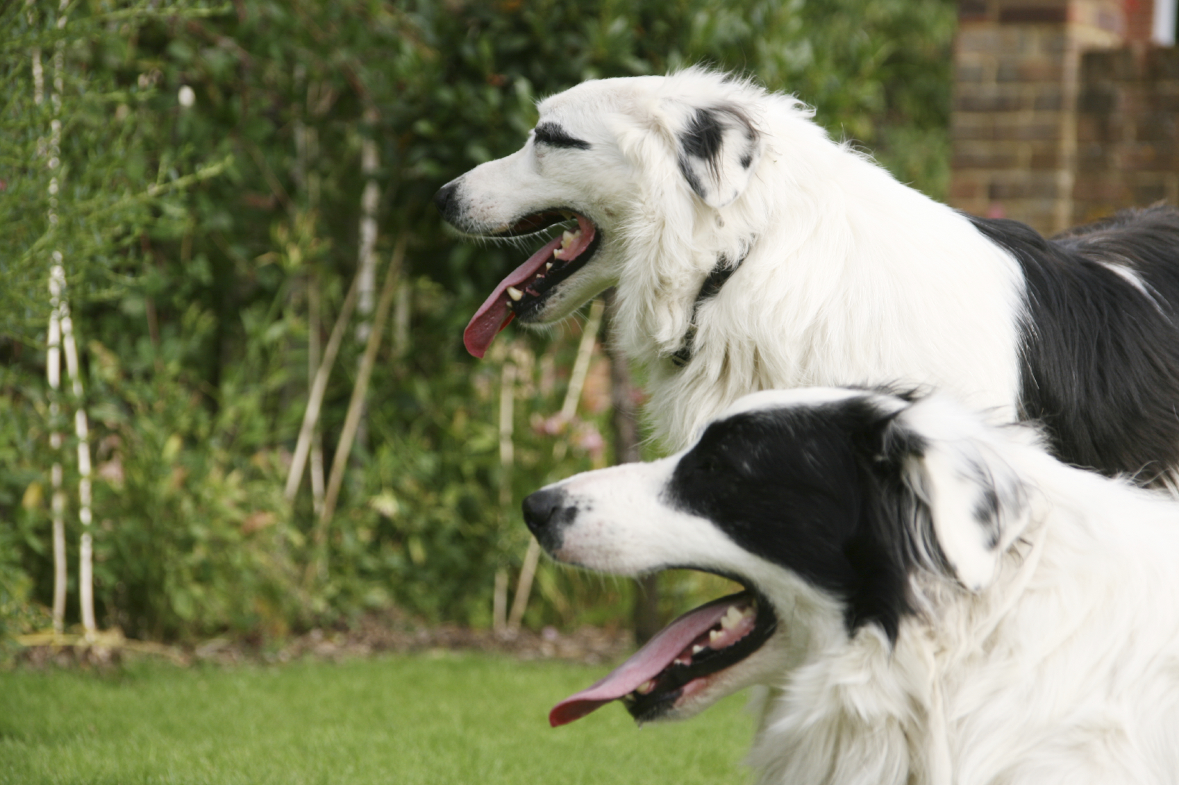 Insuffisance Renale Du Chien Maladie Du Chien Doctissimo