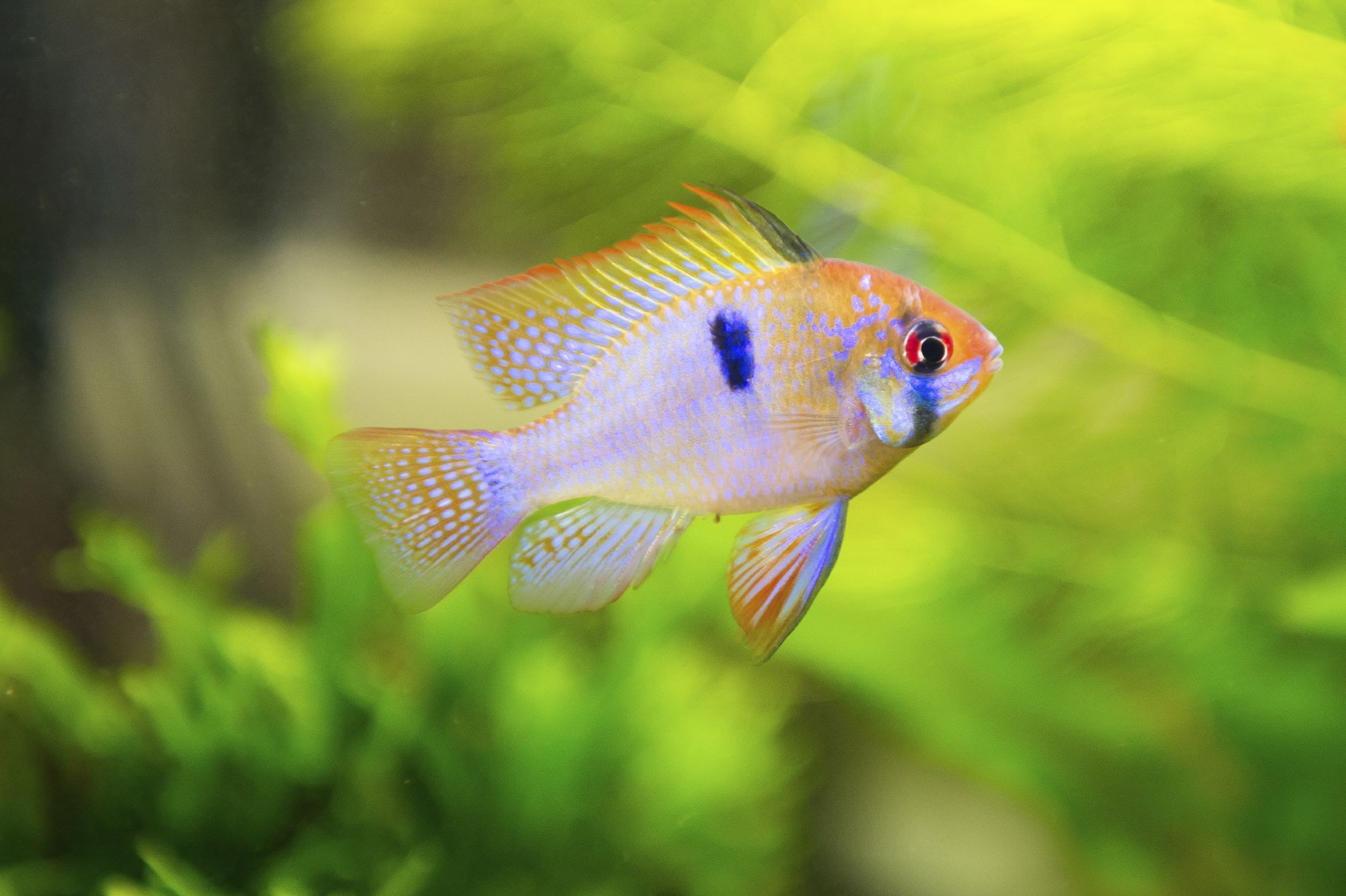 Problème comportement poisson rouge (vessie natatoire ?), sur le forum de  discussions FishFish Aquarium et Aquariophilie