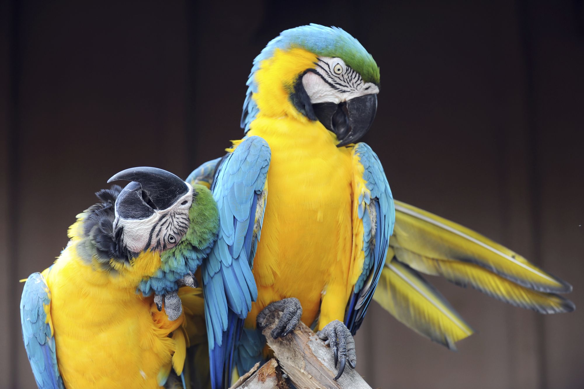 Comment se passe la reprodution chez les oiseaux ? - Blog