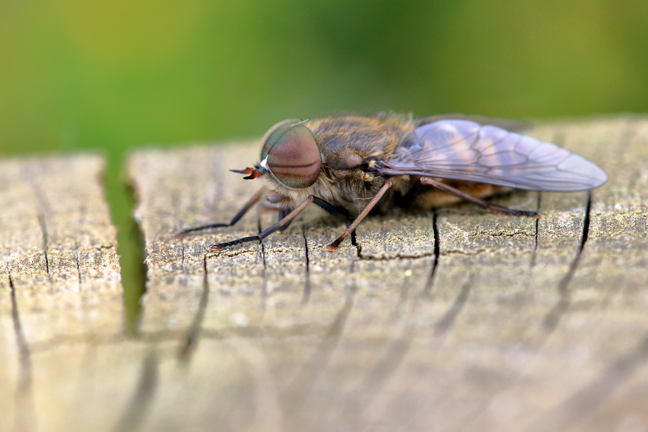 Piqûres d'insectes : comment reconnaître quel insecte vous a piqué ?