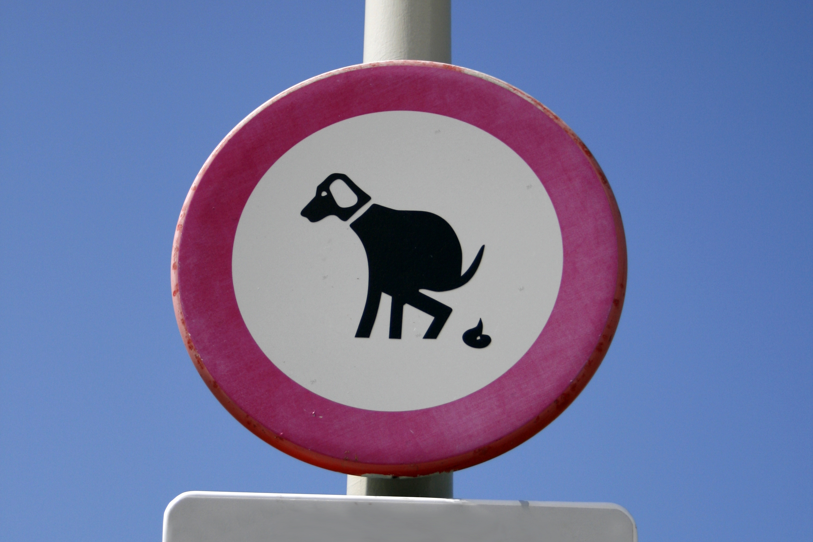 Accessoires de transport pour les chiens - Doctissimo