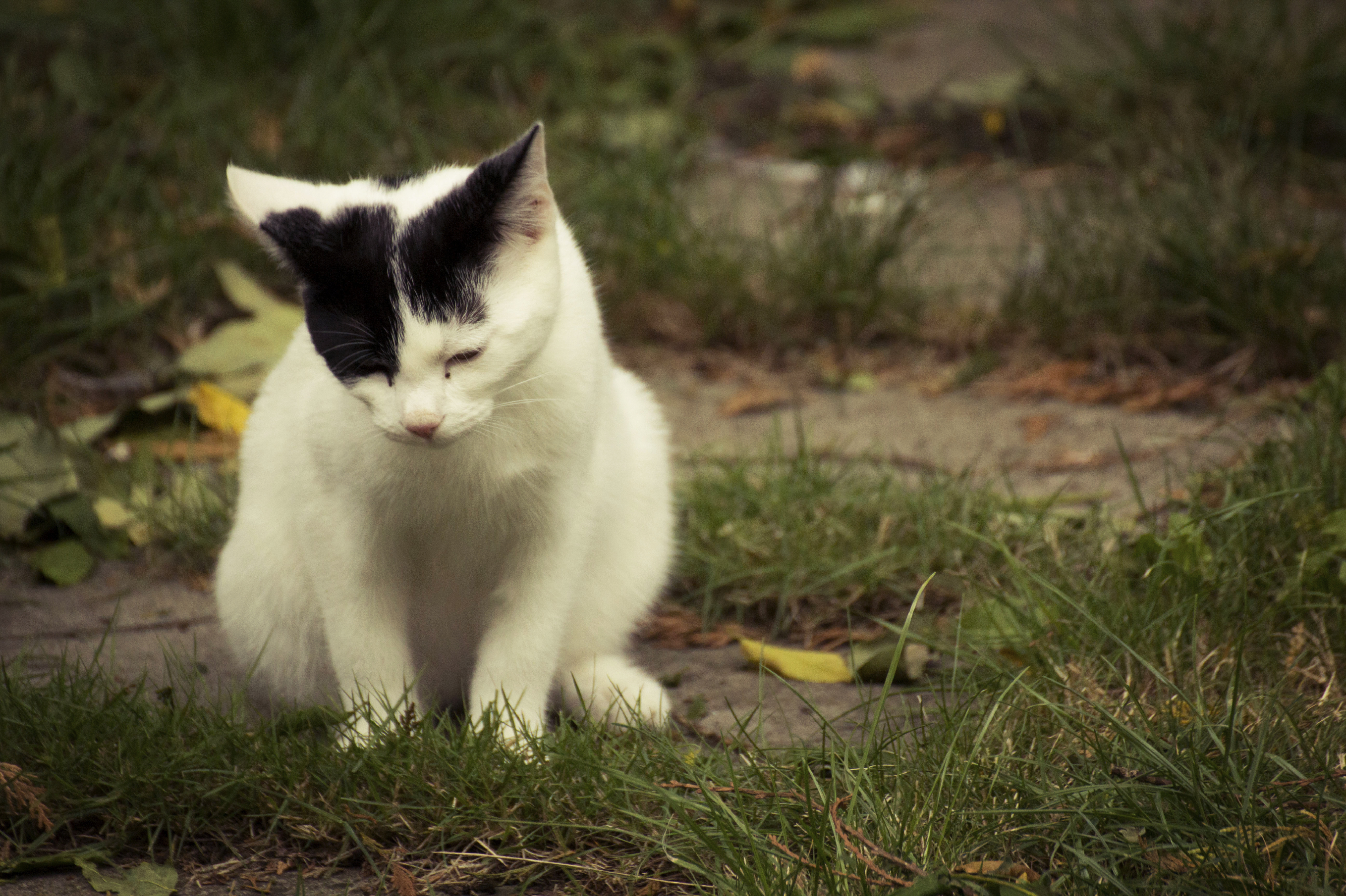 Mon Chat A Du Sang Dans Les Urines Doctissimo