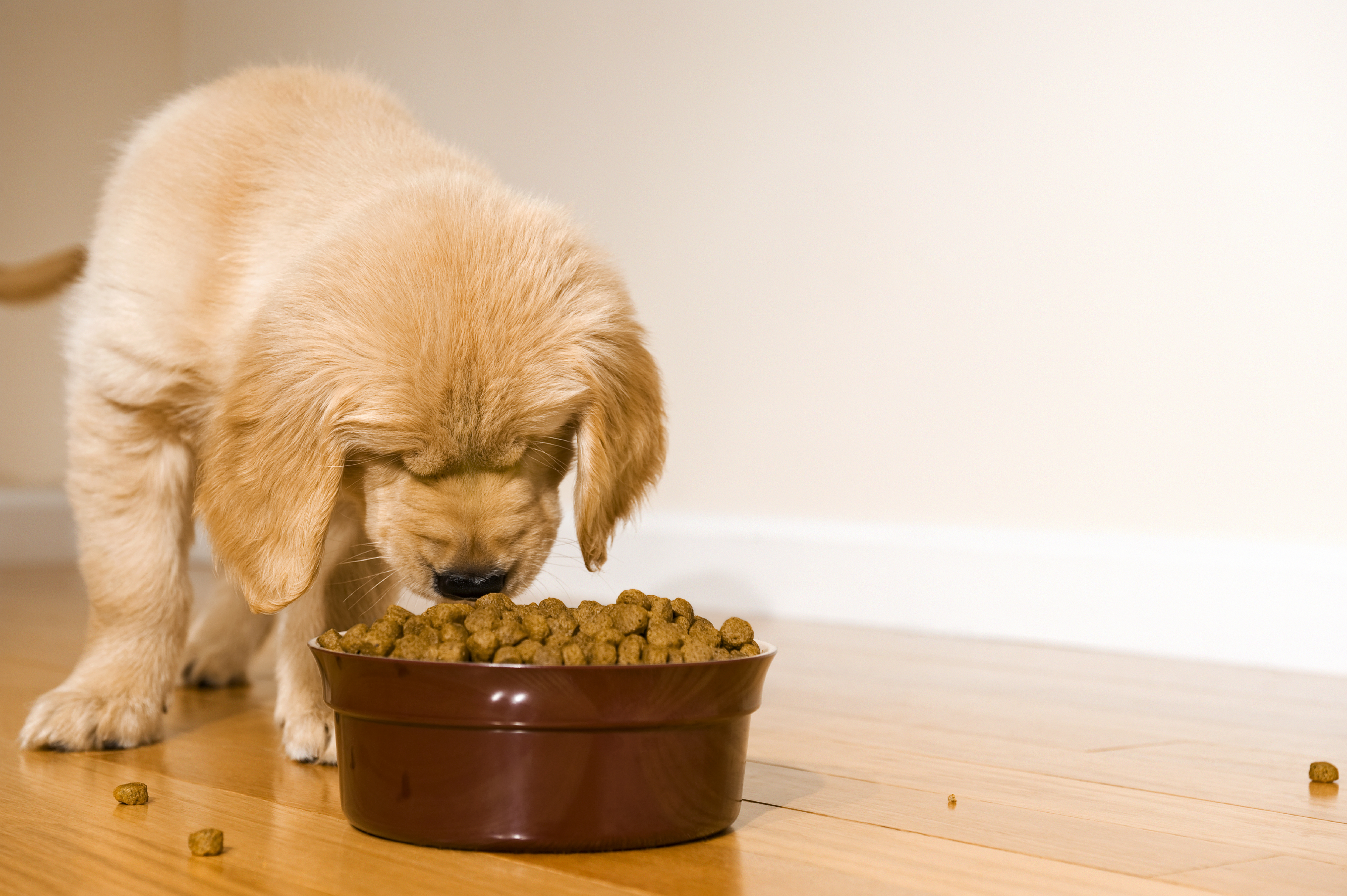 Le chien doit impérativement manger des os : vrai ou faux ?