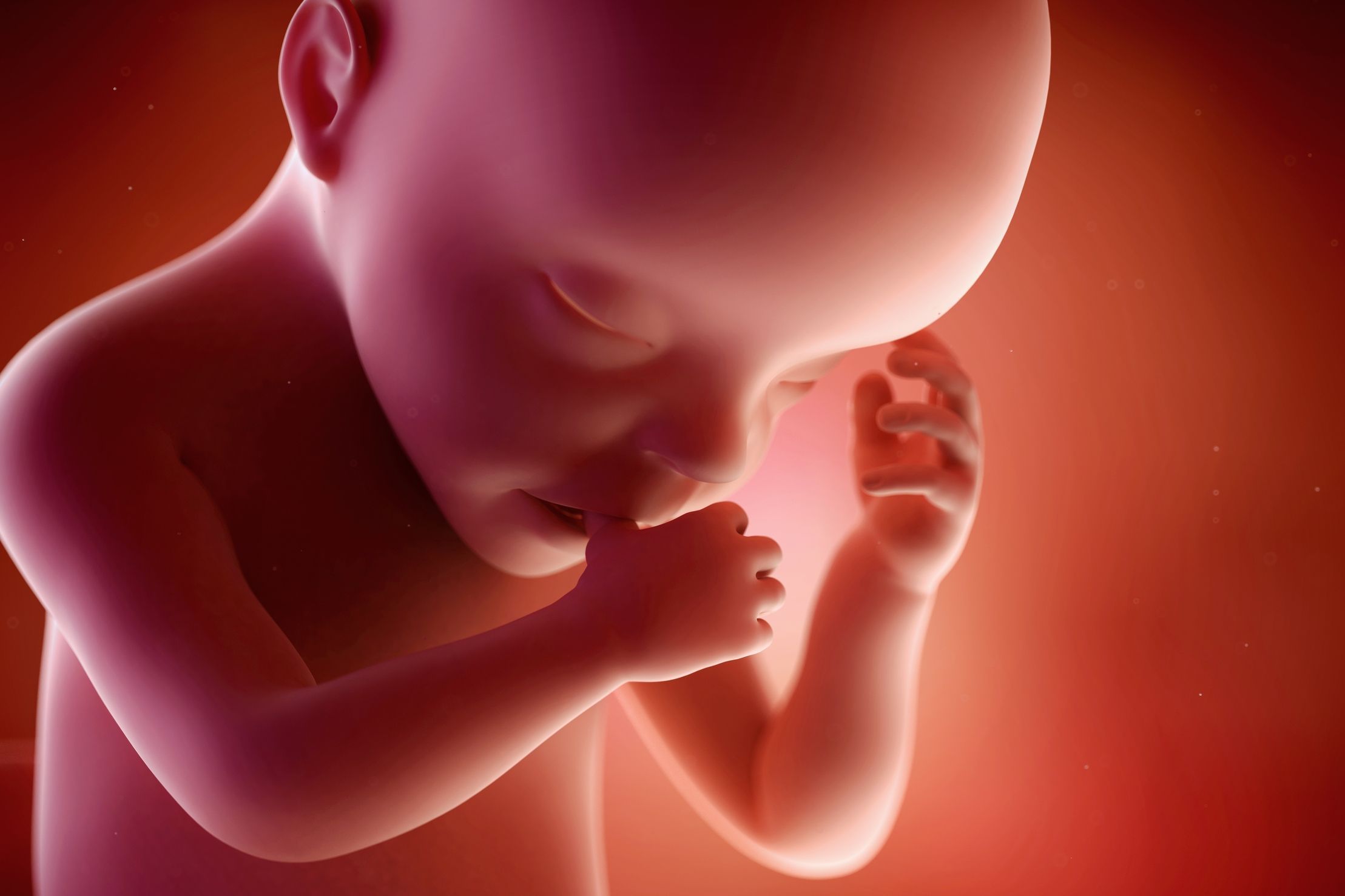 5eme Mois De Grossesse Pour Bebe Evolution Du Foetus A 5 Mois Doctissimo