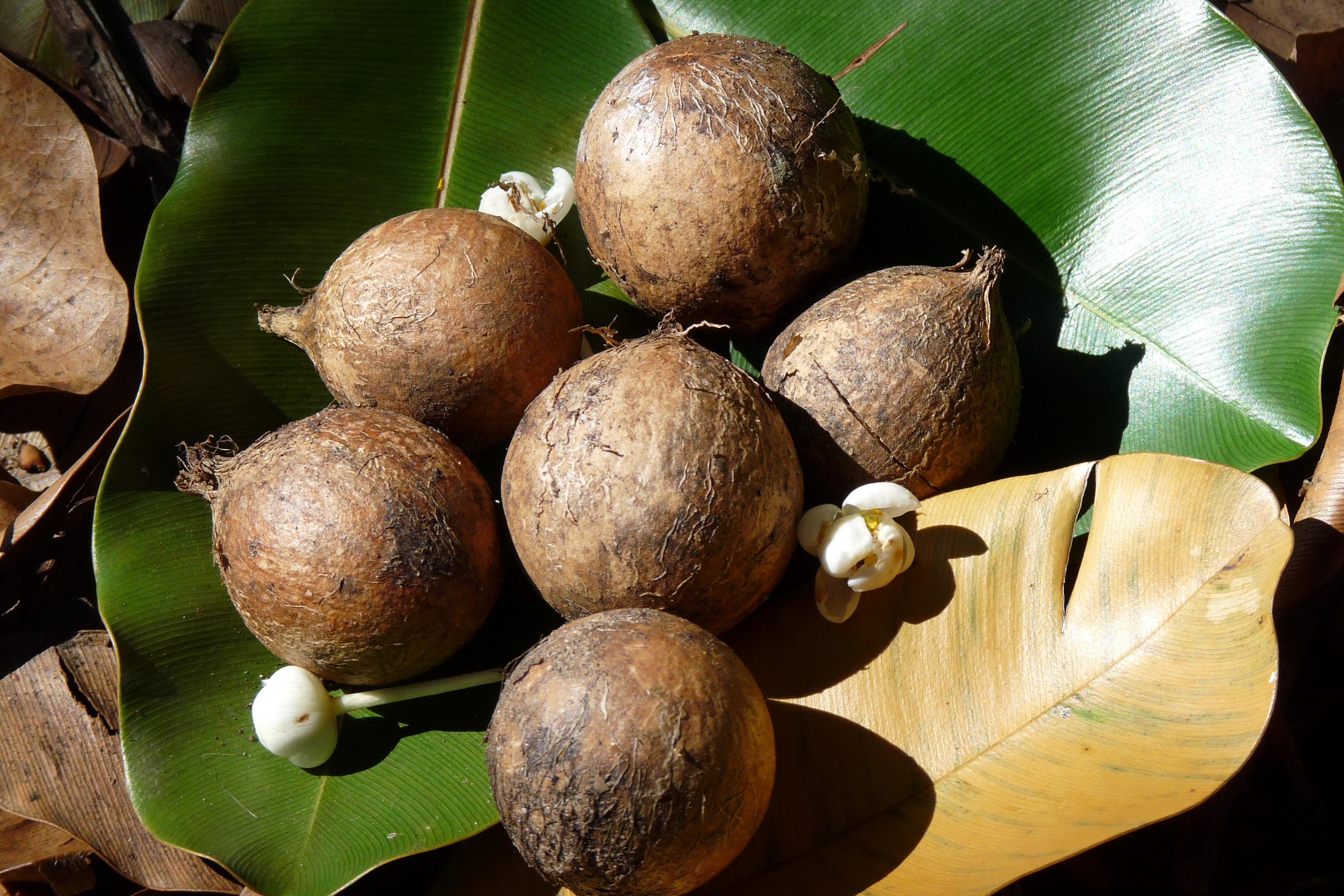 L'huile de noix de macadamia : une huile très riche idéale pour les peaux  sensibles