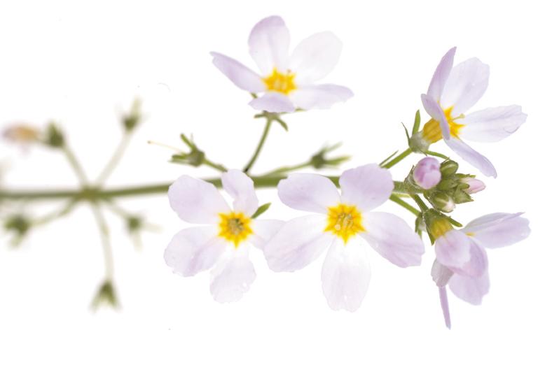 Violette odorante (Viola odorata) : propriétés, bienfaits de cette plante  en phytothérapie - Doctissimo