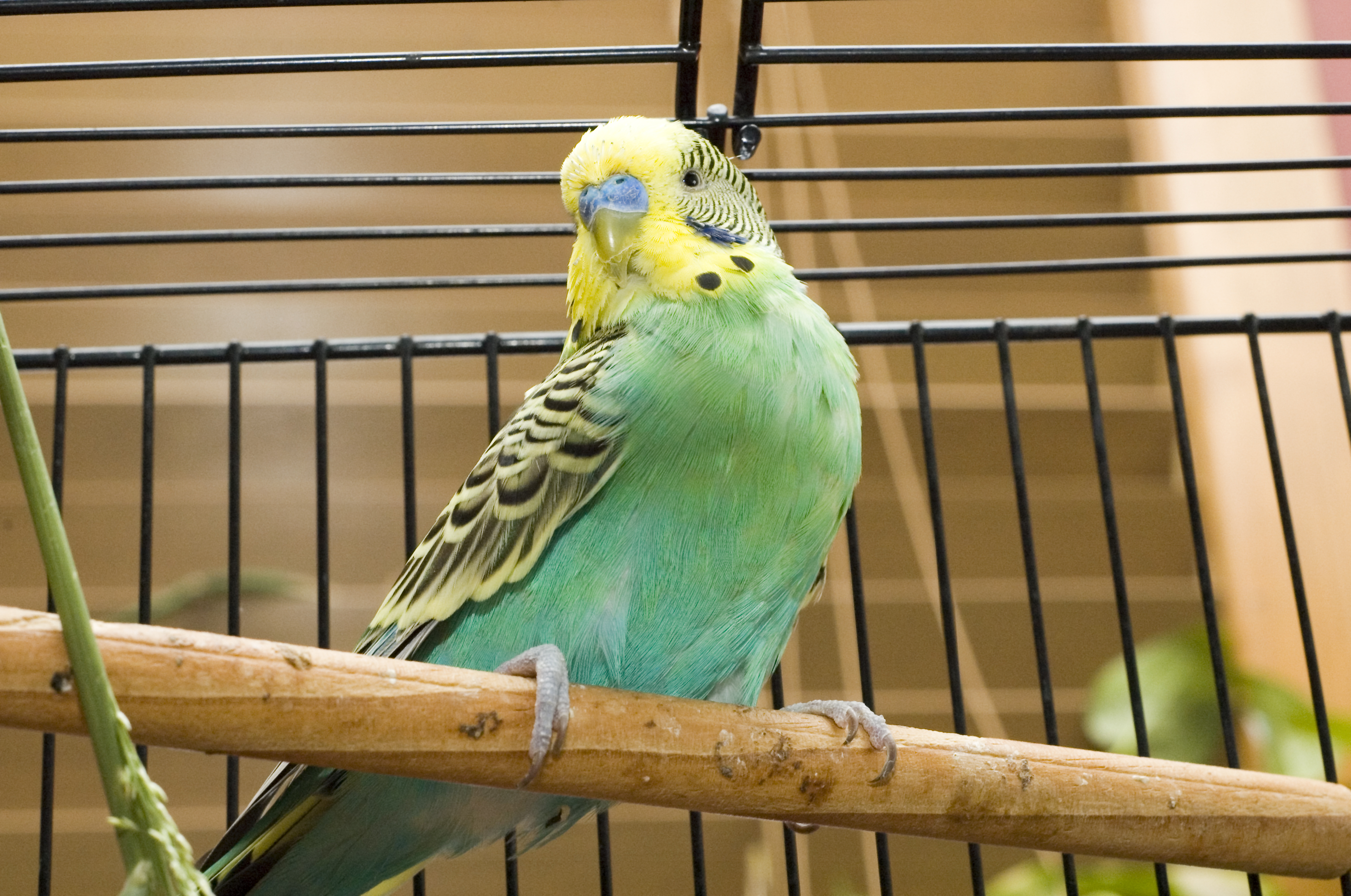 Anti oiseau : solution, traitement et conseil contre les oiseaux