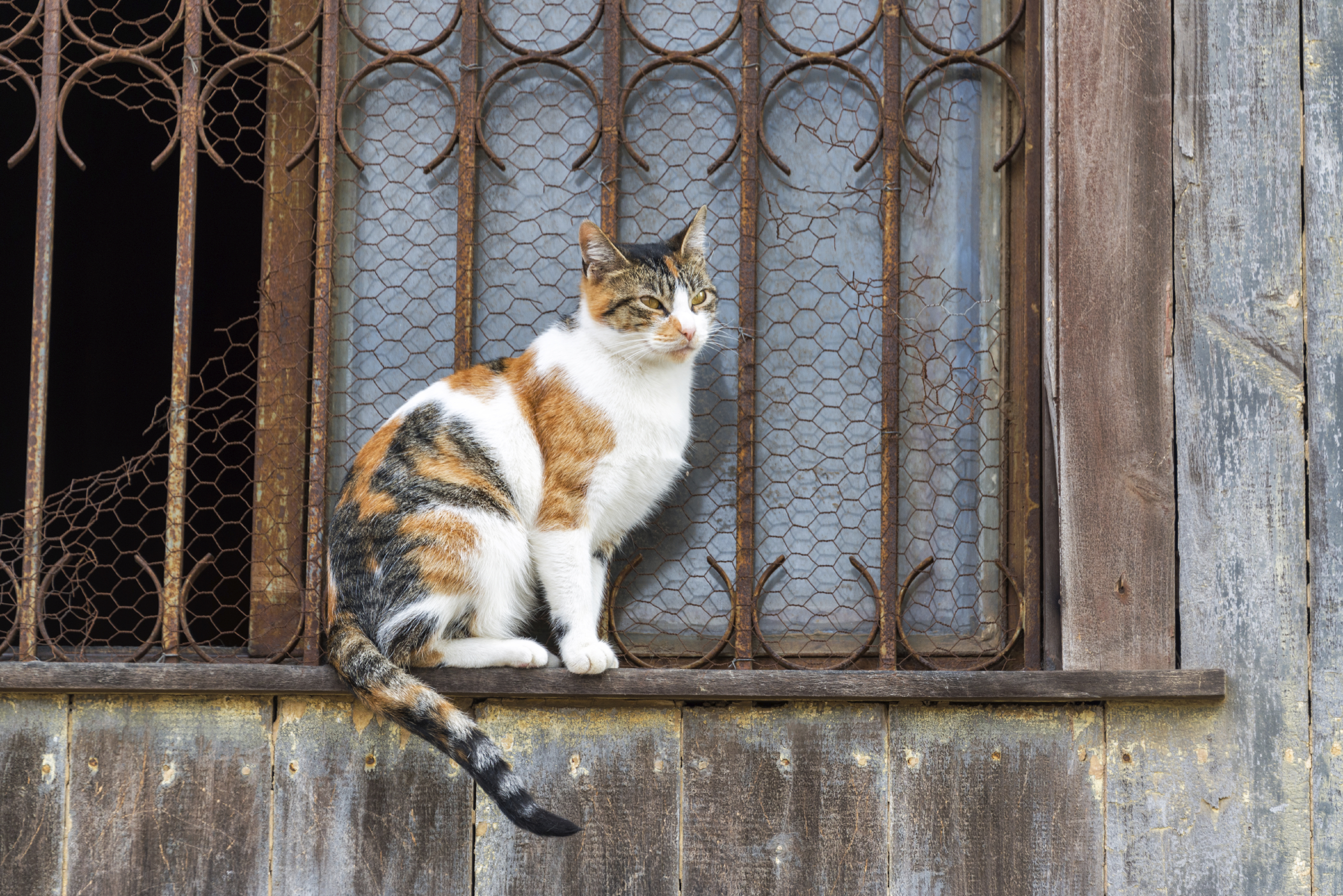 D'où viennent les chats? Des chercheurs ont mené l'enquête