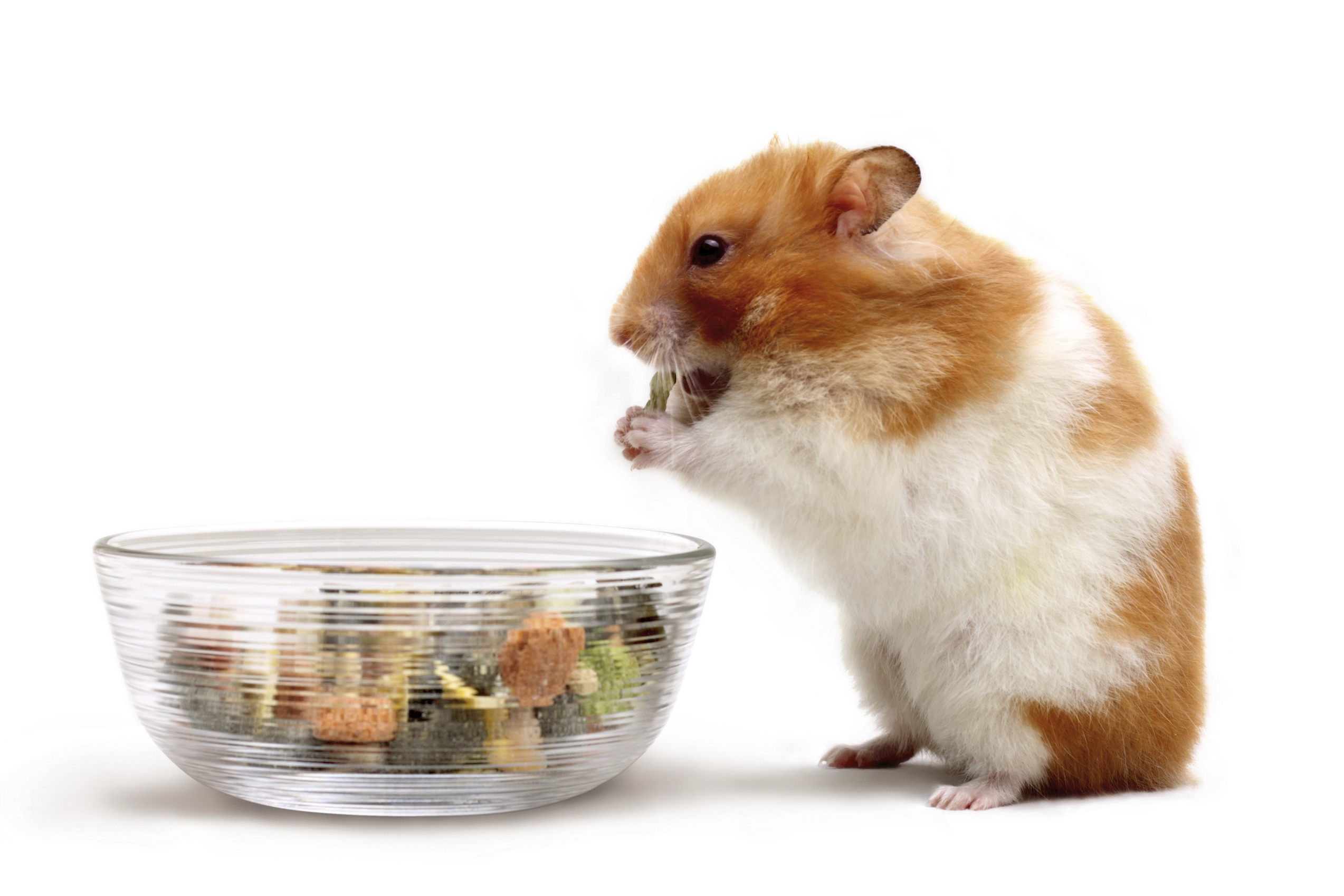 Offrir un hamster à Noël : ce qu'il faut savoir avant de faire ce