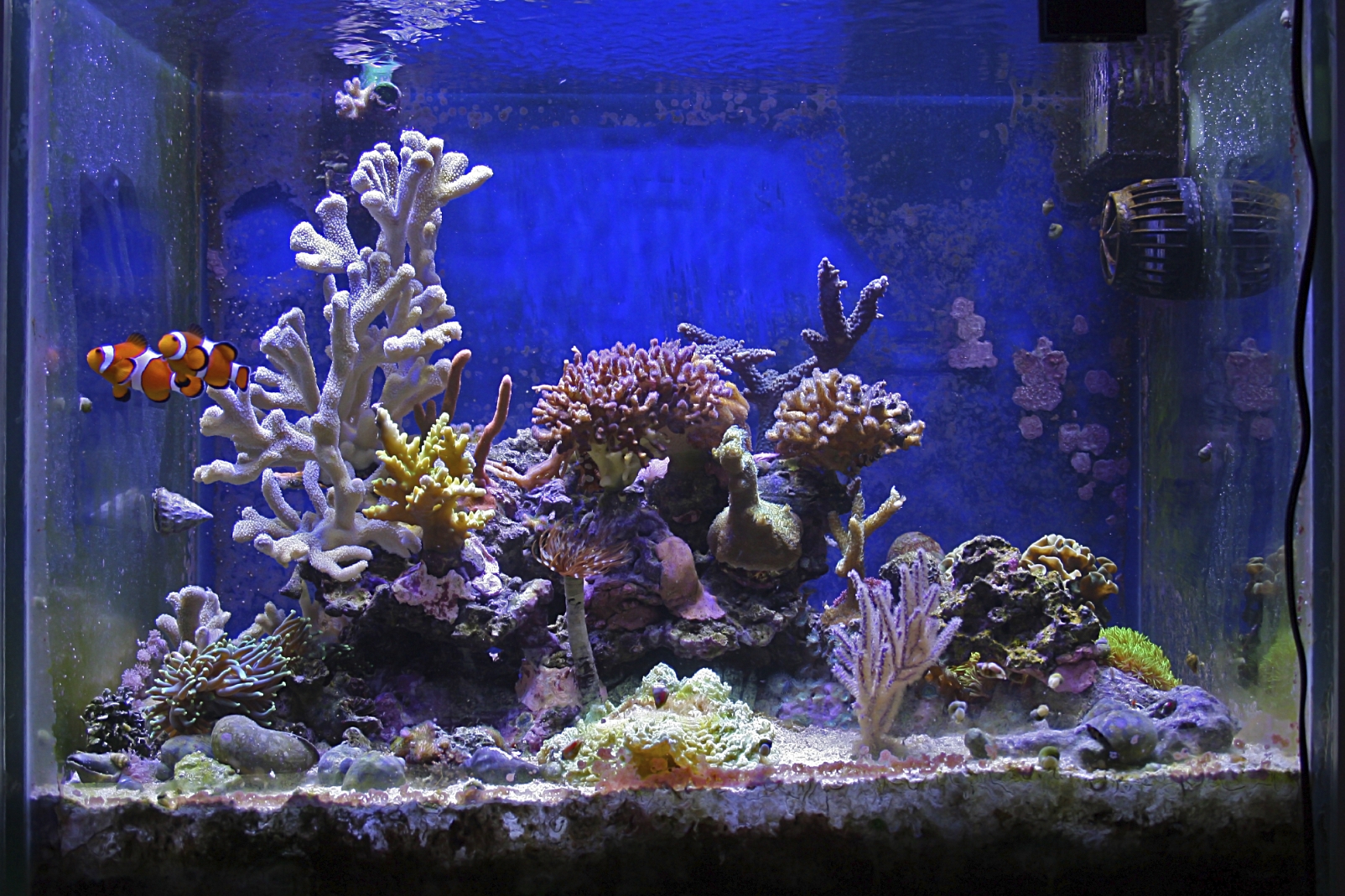 A quoi sert un filtre UV d'aquarium? Comment l'installer ?