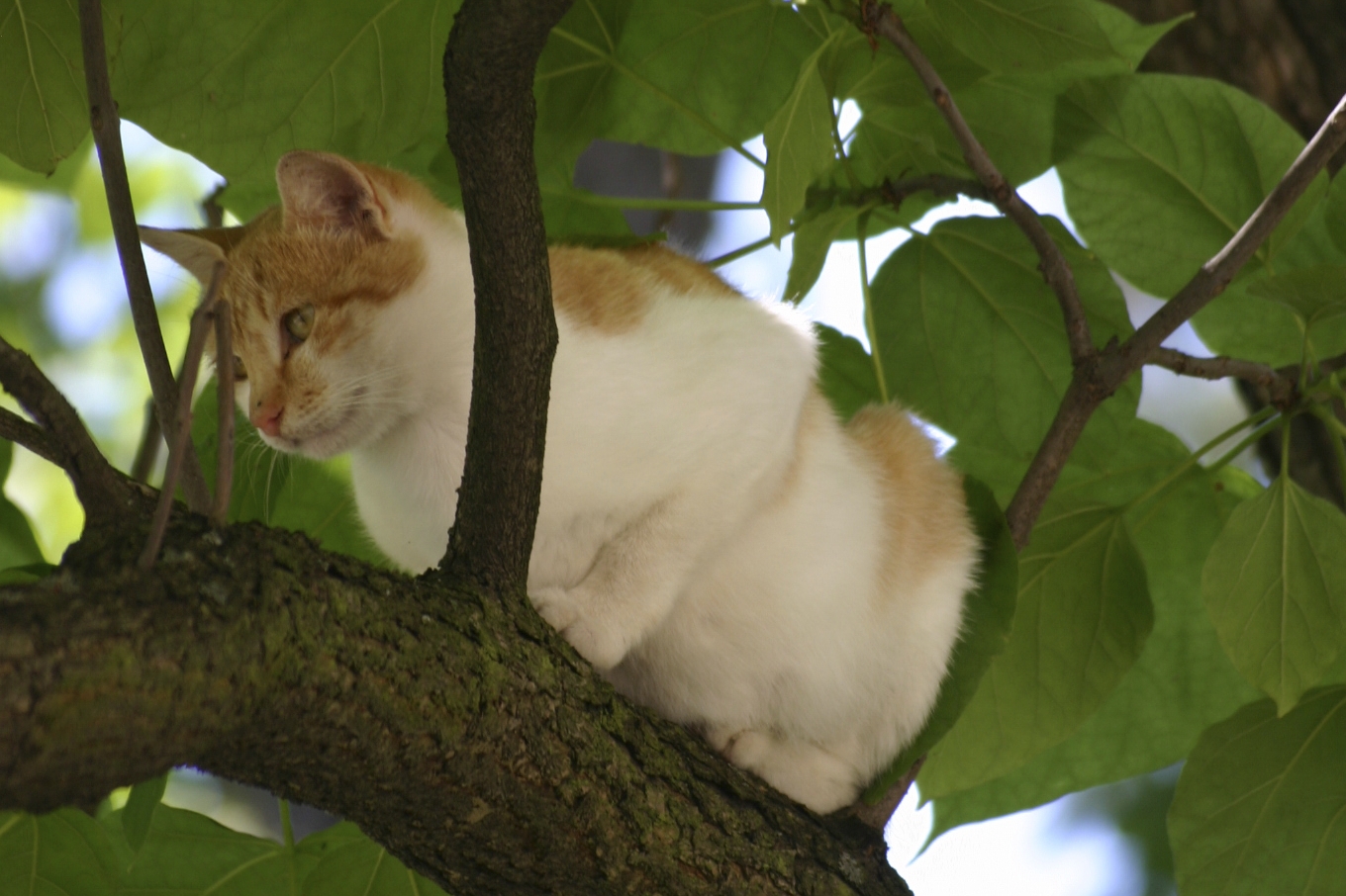 Gestation Du Chat Votre Chatte Attend Elle Des Petits Symptomes De Grossesse Chez Une Chatte Enceinte Doctissimo