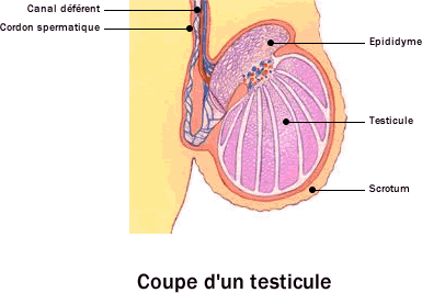 Testicule - Anatomie