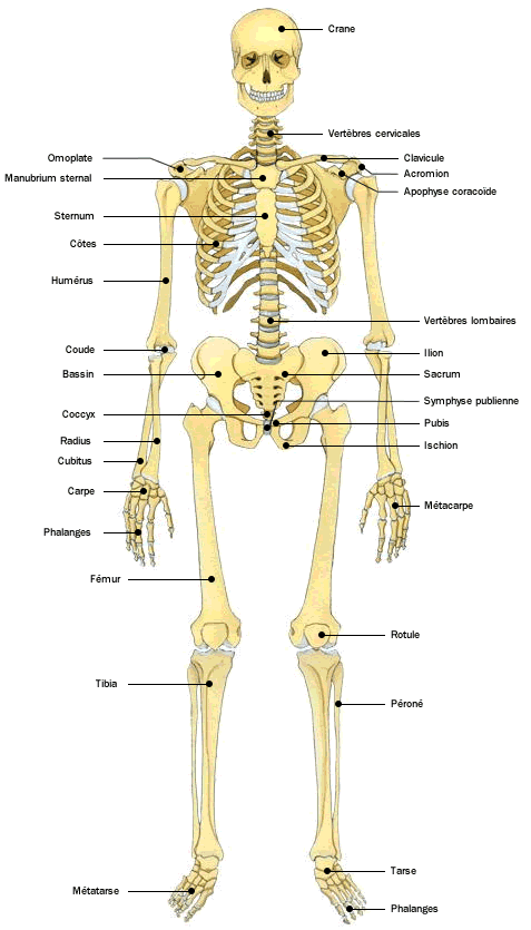 Anatomie - Atlas du corps humain : Squelette - Doctissimo