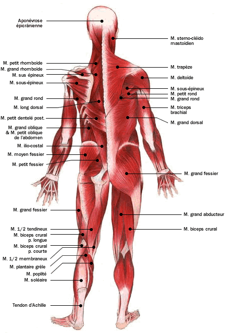 Anatomie - Atlas du corps humain : Muscles vue dorsale - Doctissimo
