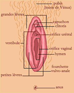 Anatomie de la vulve - Doctissimo