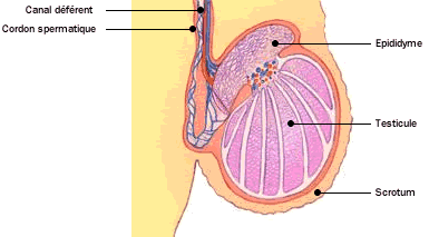Anatomie - Atlas du corps humain : Coupe d'un testicule - Doctissimo