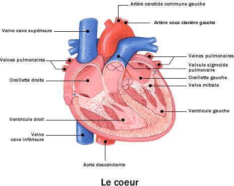 contraction du muscle cardiaque