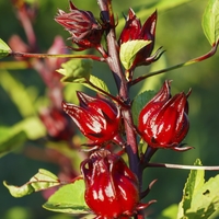 POUDRE DE FLEURS D'HIBISCUS bio séchées à l'herbe thé-hibiscus  Sabdariffa-croiss