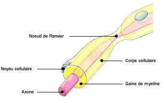 Anatomie - Atlas du corps humain : Main - face palmaire - Doctissimo