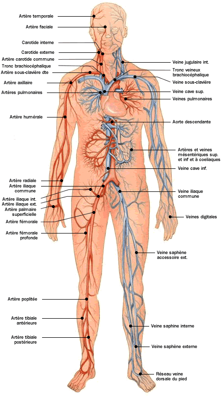 Anatomie - Atlas du corps humain - Système cadiovasculaire - Doctissimo