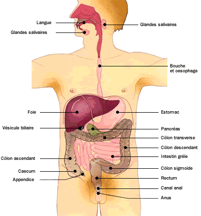 Anatomie - Atlas du corps humain : Système digestif - Doctissimo