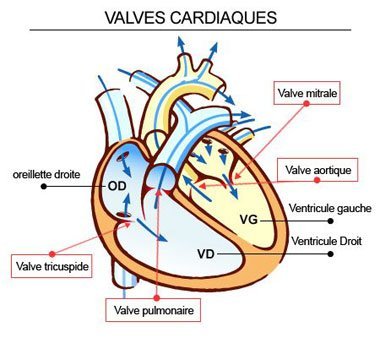 Valves cardiaques