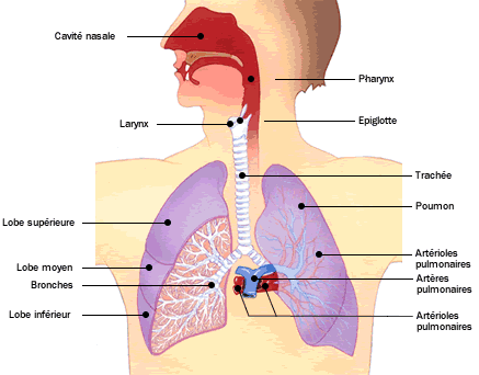 CCHST: Comment les matières particulaires passent-elles dans l'appareil  respiratoire?