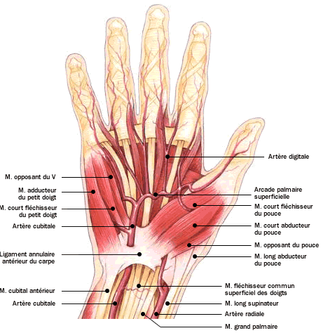 Anatomie - Atlas du corps humain : Main - face palmaire - Doctissimo