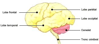 Atlas du corps humain : La tête - Système nerveux - Cerveau ...