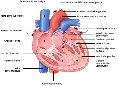 L'insuffisance cardiaque : symptômes et traitement