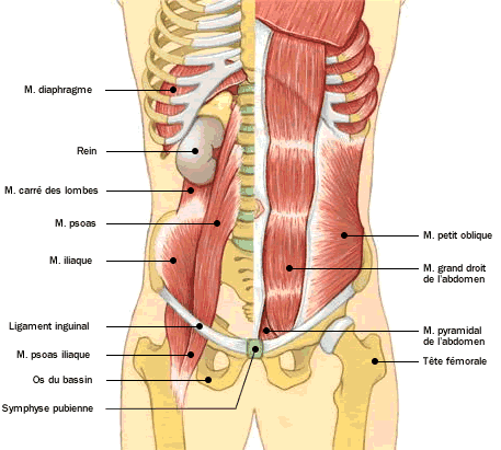 Atlas du corps humain : Paroi musculaire abdominale extérieure ...