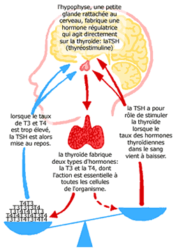 Thyréostimuline ou TSH – Analyse des résultats